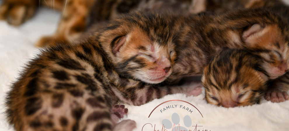 bengal kittens with glitter coat for sale